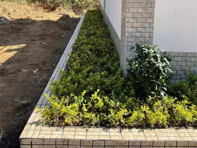 急客戶所急!怡軒園林綠化公司加班加點(diǎn)完成凈水站外圍花基的綠化工程種植