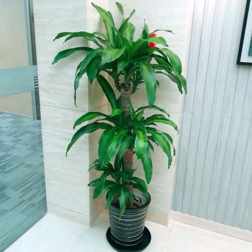 圖 別墅庭院花園設(shè)計(jì)施工園林園藝設(shè)計(jì)綠化工程養(yǎng)護(hù) 上海鮮花綠植