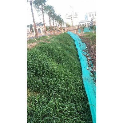 邊坡綠化施工 山坡復綠 護坡綠化生態修復 正和園林工程