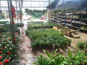 一站式園林綠化與體育設施服務 苗圃開業花籃、養護與工程施工