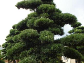 圖園林綠化 打造理想庭院景觀的設計、施工與養護