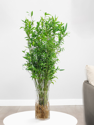 武漢室內盆景、花卉養護與園林綠化工程全解析